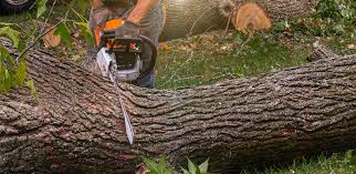 Best Emergency Tree Removal  in Melbourne, AR