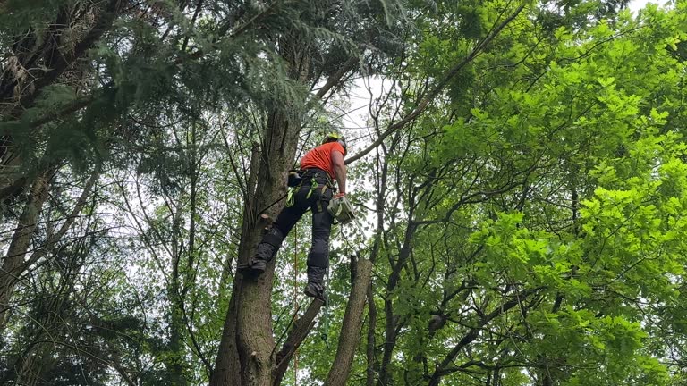 How Our Tree Care Process Works  in  Melbourne, AR